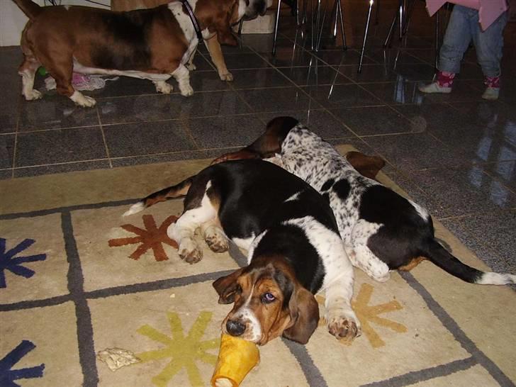 Basset hound Ludvig - Nu hvor søster er på besøg, må jeg hellere få spist mit ben :O)......... billede 6