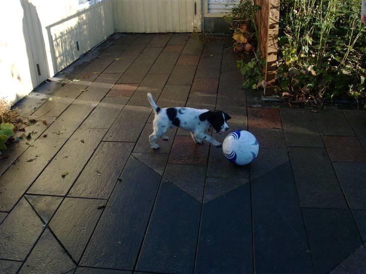 Engelsk springer spaniel Zimba - Fodbold på terrassen billede 6