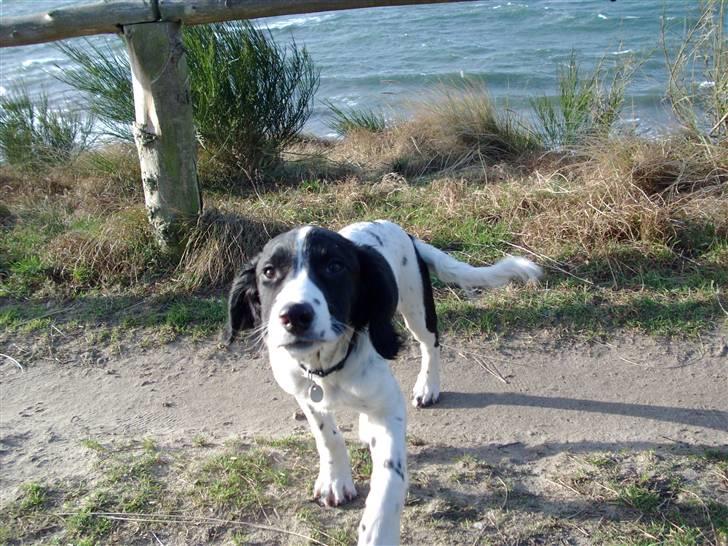 Engelsk springer spaniel Zimba - Stormfuld luftetur billede 7