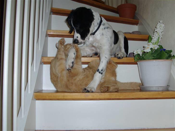 Engelsk springer spaniel Zimba - Her leger jeg med min katteven Mickey billede 8