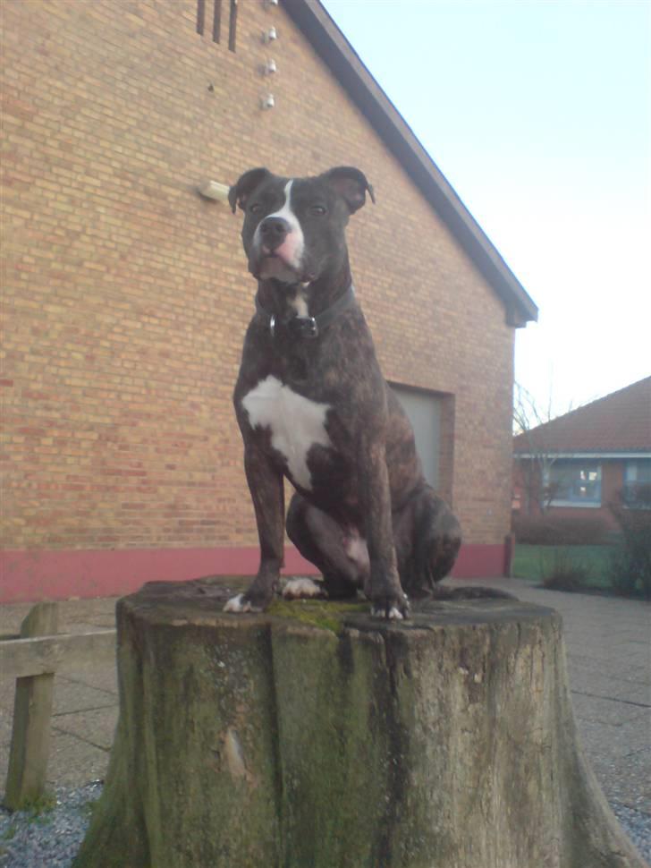 Amerikansk staffordshire terrier Otto billede 1