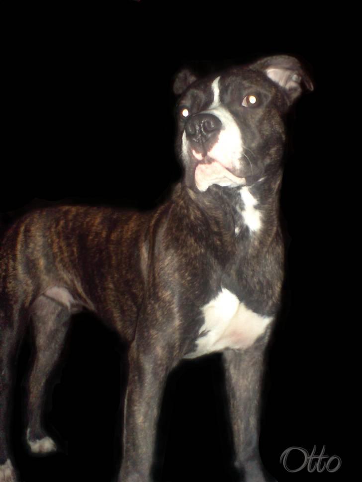 Amerikansk staffordshire terrier Otto billede 2