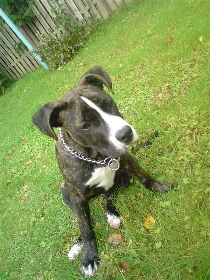 Amerikansk staffordshire terrier Otto billede 4