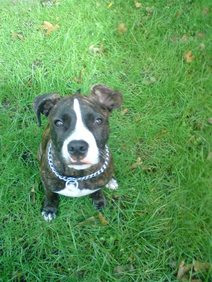 Amerikansk staffordshire terrier Otto billede 5