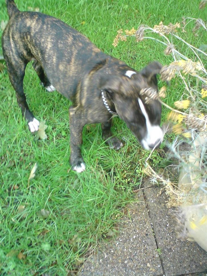 Amerikansk staffordshire terrier Otto billede 6