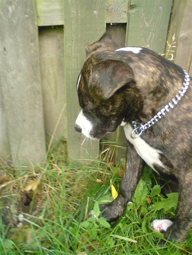 Amerikansk staffordshire terrier Otto billede 7