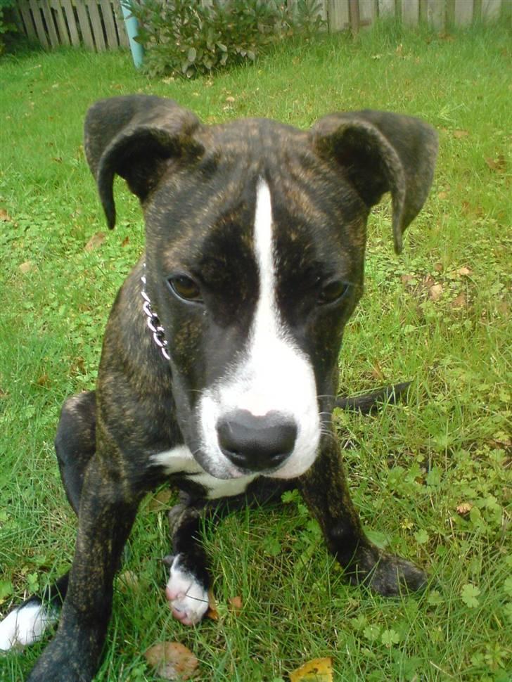 Amerikansk staffordshire terrier Otto billede 8