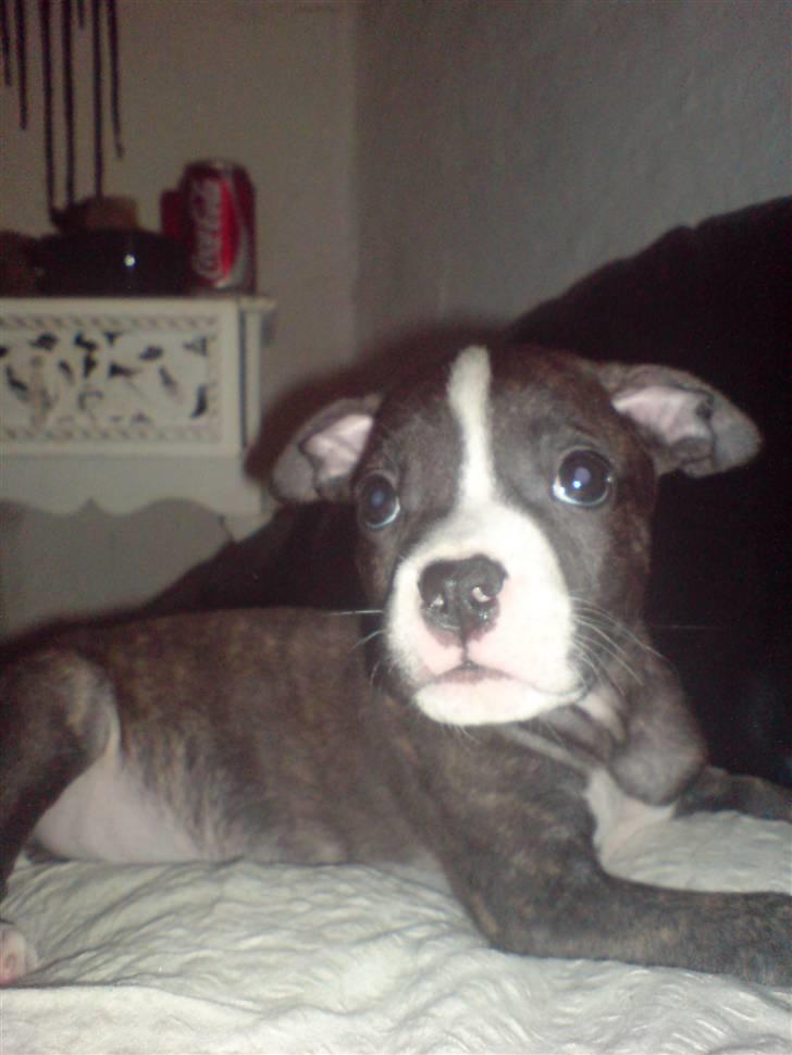 Amerikansk staffordshire terrier Otto billede 10