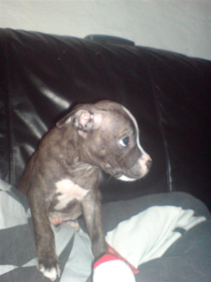 Amerikansk staffordshire terrier Otto billede 11