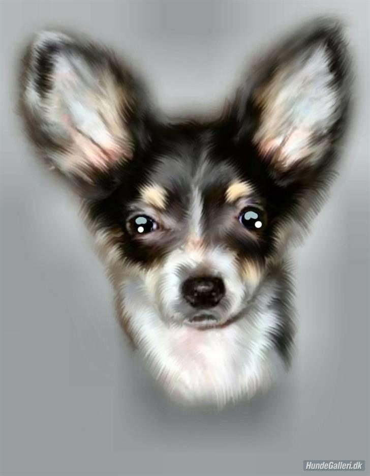 Chihuahua Dolly billede 6