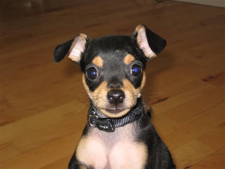 Blanding af racer Kenzo - jeg har altså fået strit ører nu  billede 1