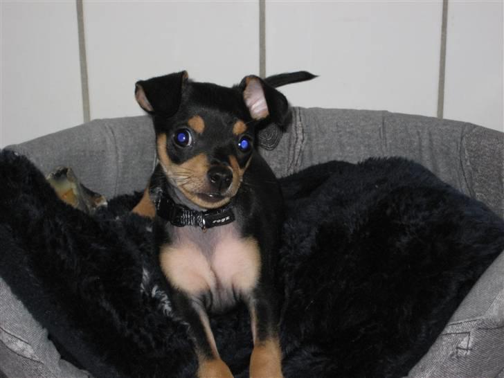 Blanding af racer Kenzo - er jeg ikke bare fræk.  billede 2