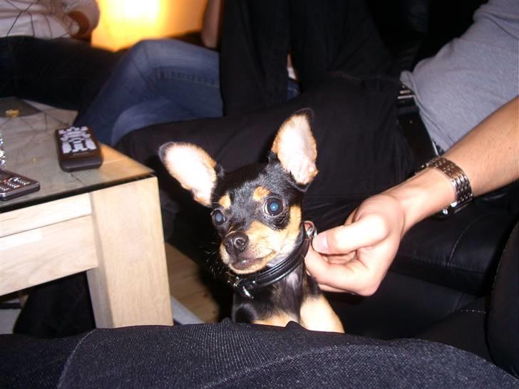 Blanding af racer Kenzo - her var mine strit ører jo  billede 3