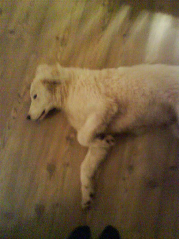 Kuvasz Laika "SOLGT" - Skøre bette hund billede 6