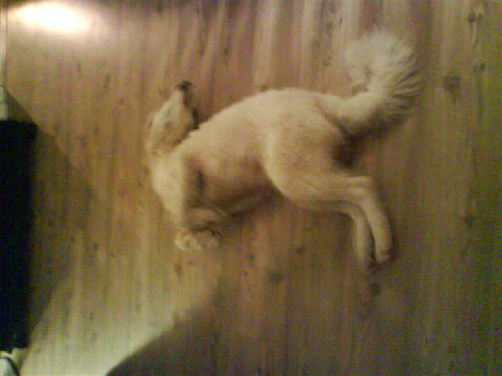 Kuvasz Laika "SOLGT" - Skøre hund billede 7