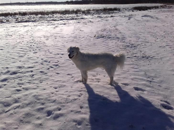 Kuvasz Laika "SOLGT" - tosse billede 8