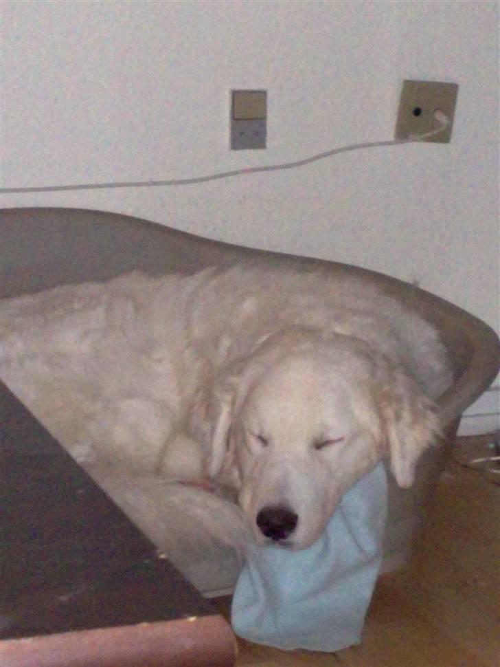 Kuvasz Laika "SOLGT" - Laika´og far :) billede 9