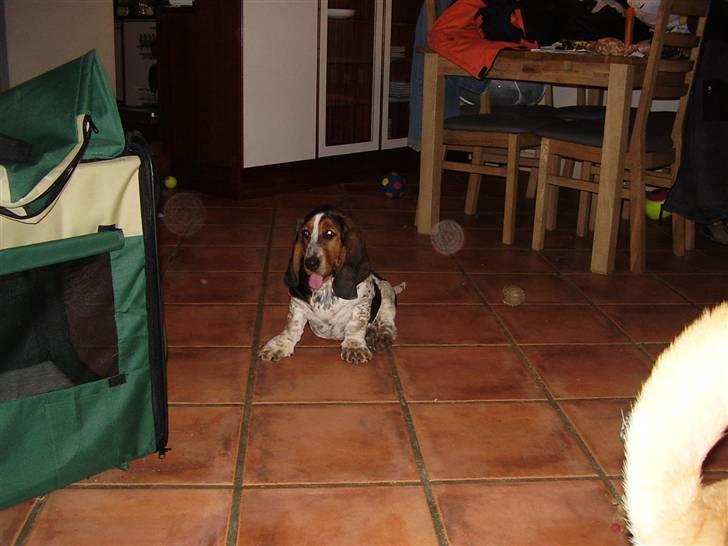 Basset hound Emma billede 3