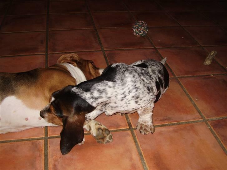 Basset hound Emma billede 4