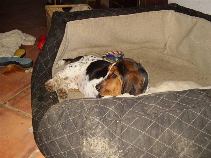 Basset hound Emma billede 5