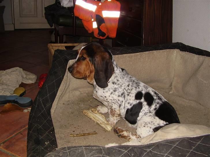 Basset hound Emma billede 6