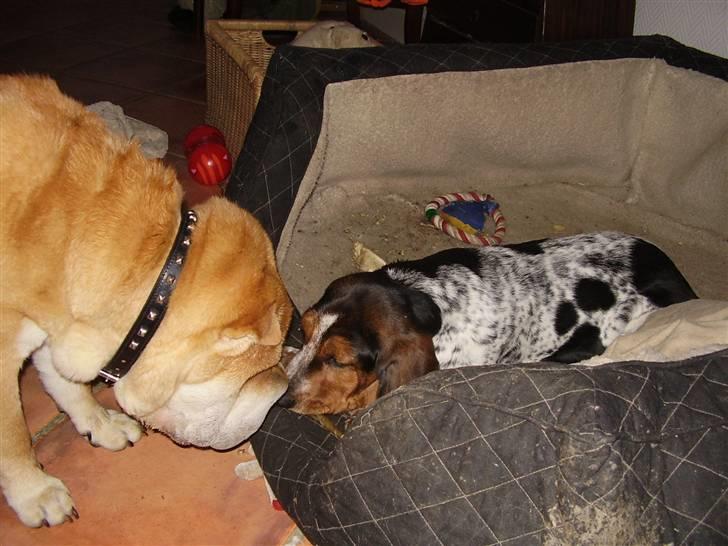 Basset hound Emma billede 7