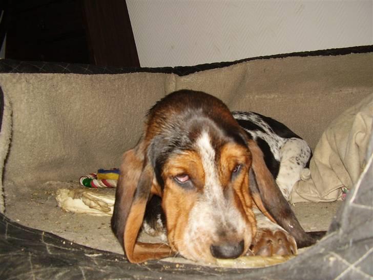 Basset hound Emma billede 8