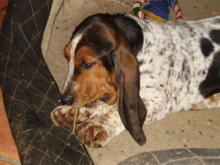 Basset hound Emma billede 9