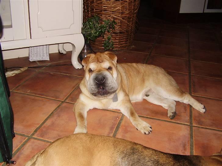 Shar pei Bertil billede 18