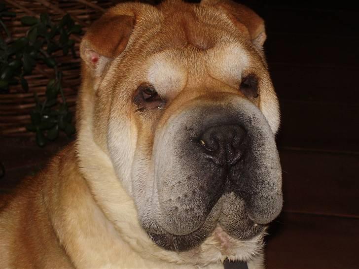 Shar pei Bertil billede 19