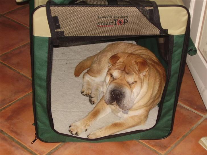 Shar pei Bertil billede 20