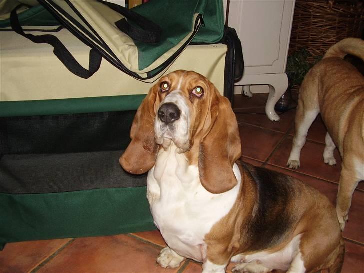 Basset hound columbus billede 18