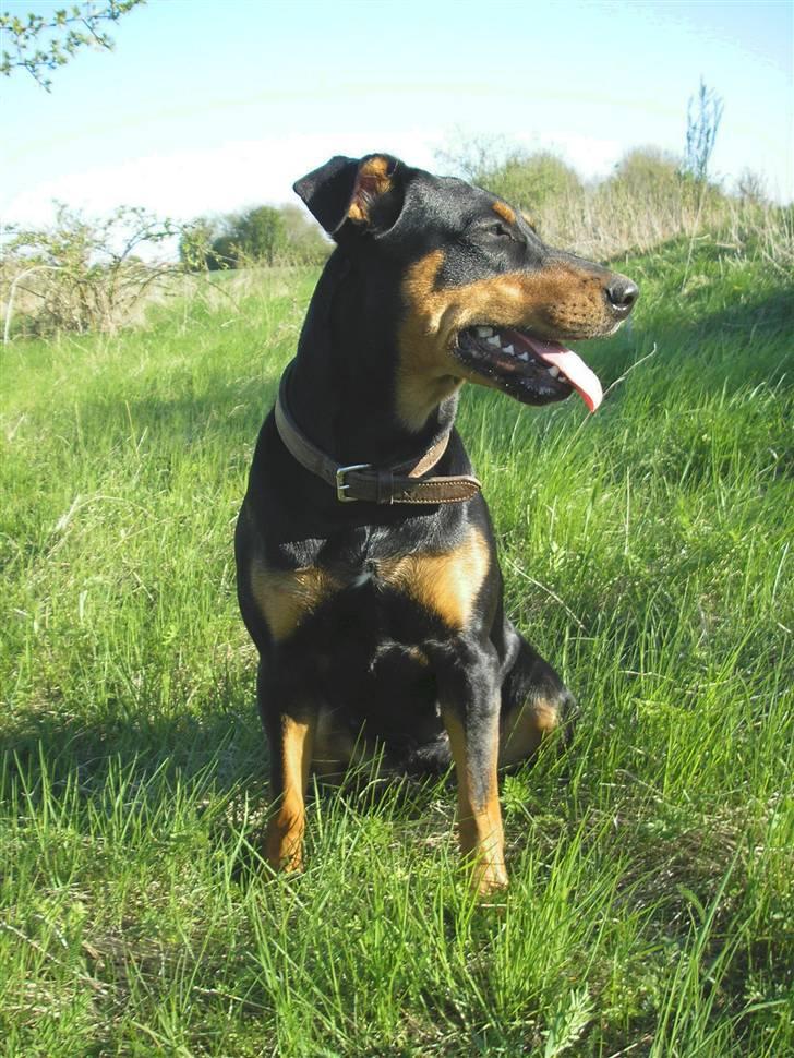 Blanding af racer Toffi billede 1