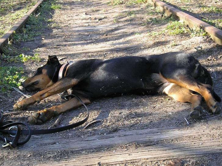 Blanding af racer Toffi - Toffi nyder solen... billede 2