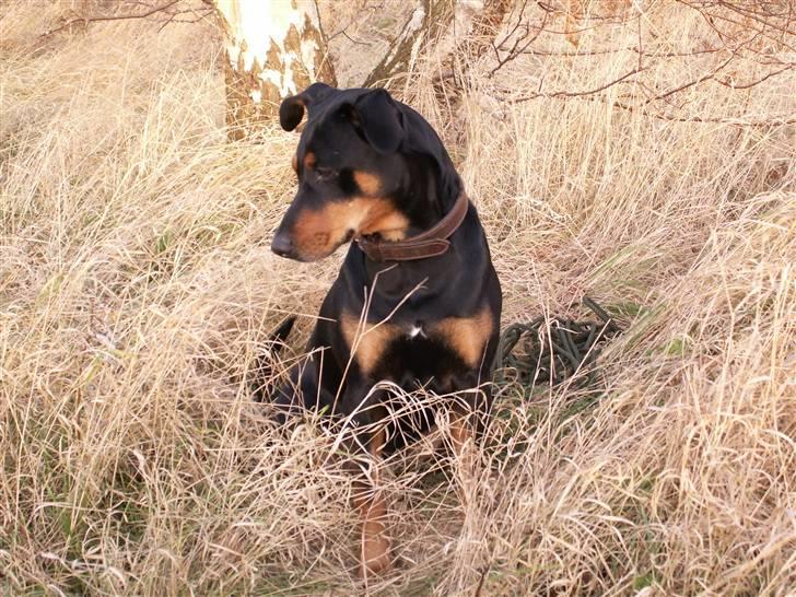Blanding af racer Toffi - Julebillede, desværre uden sne billede 3