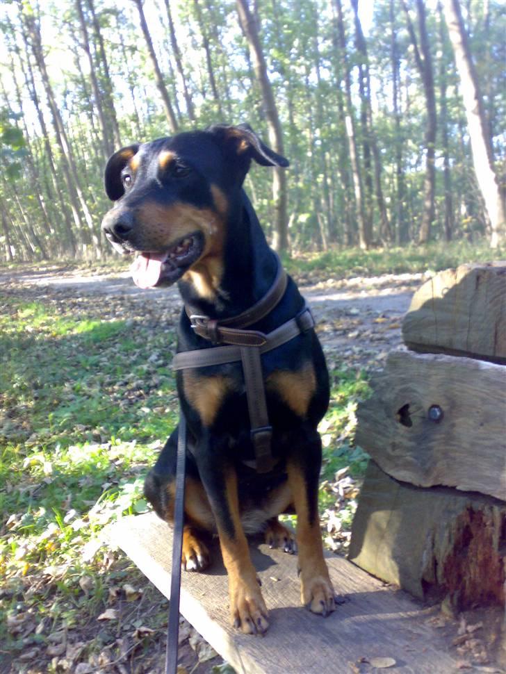 Blanding af racer Toffi billede 4