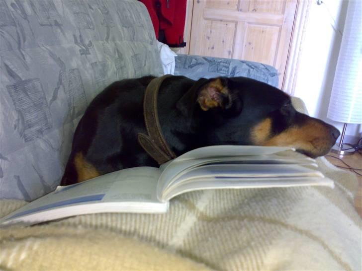 Blanding af racer Toffi - Toffi hjælper med alting - også eksamenslæsning! billede 5