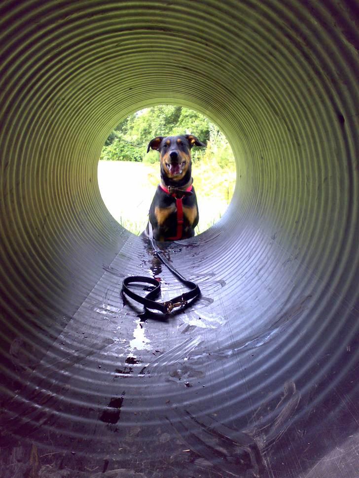 Blanding af racer Toffi - Toffi på skolens legeplads. Der er mange sjove agility elementer billede 6