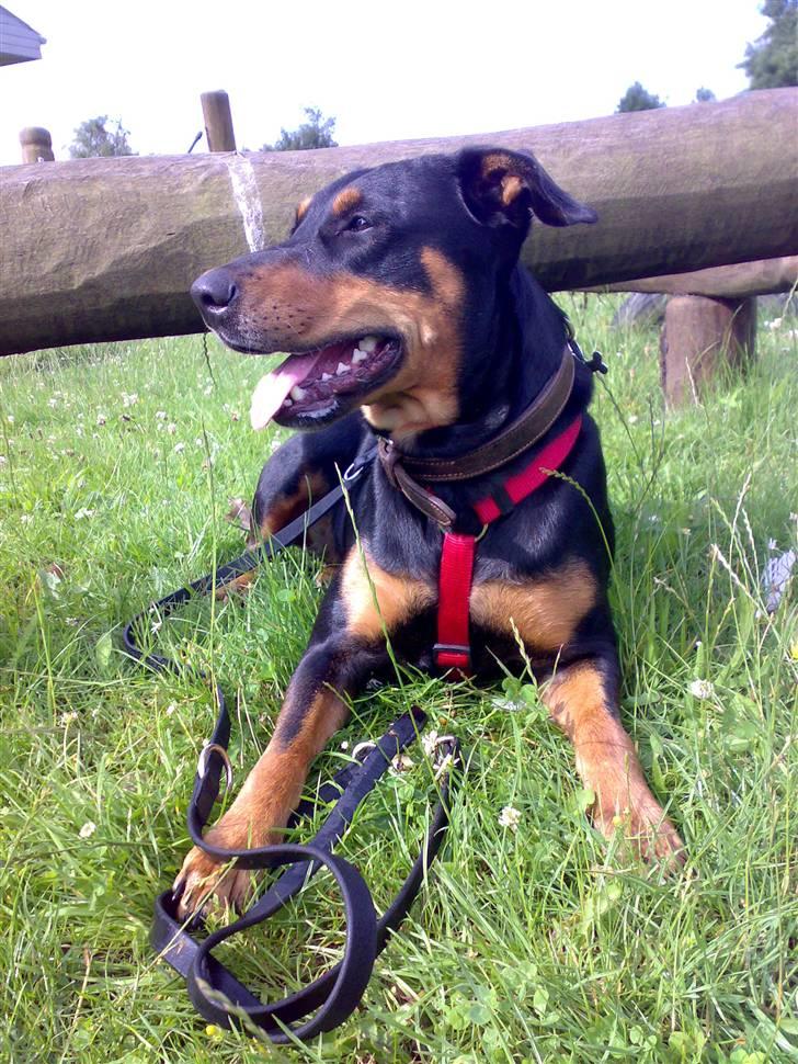 Blanding af racer Toffi - Toffi under en balancebom på skolens legeplads. Den kan man både gå balance på, gå under og springe over. billede 7