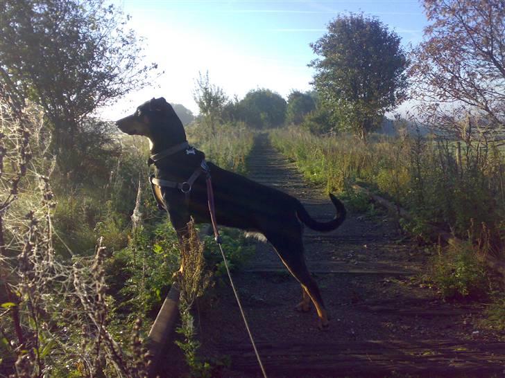 Blanding af racer Toffi - Her er hun på vores nedlagte jernbane som ligger lige uden for havelågen billede 8