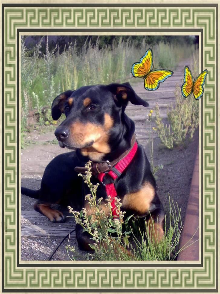 Blanding af racer Toffi billede 9