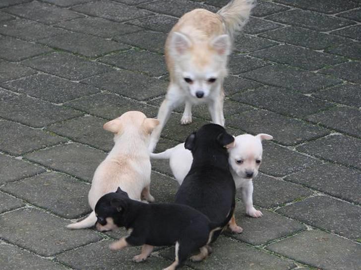 Chihuahua ** Ciencia **  - 1 måned gammel og udenfor første gang :D.. Det er mig den lille fede helt til højre hihi :D. billede 13