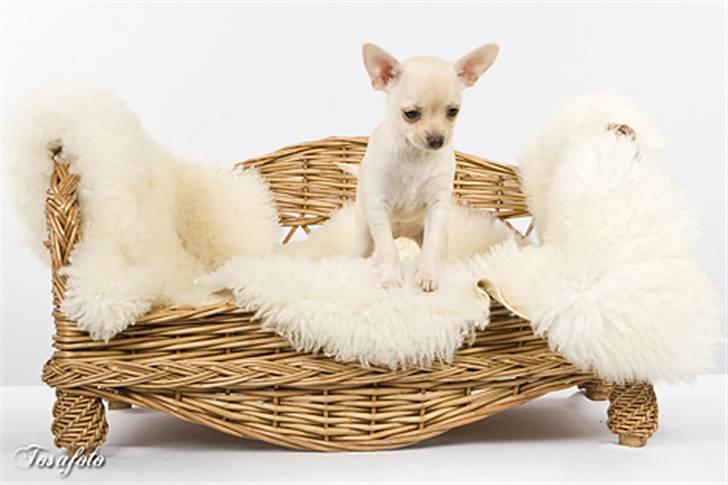 Chihuahua ** Ciencia **  - Så fint man kan sidde :o) billede 14