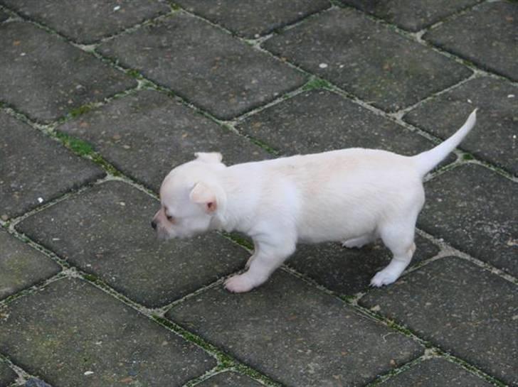 Chihuahua ** Ciencia **  - Smukke lille pige :D. billede 15