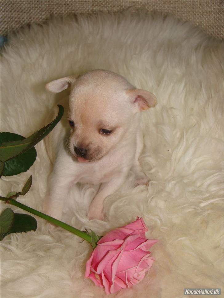Chihuahua ** Ciencia **  - Hvem er smukkest? Ja det kan da kun være mig :D. billede 16