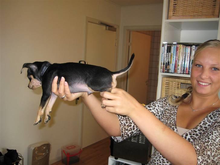 Blanding af racer Kenzo - så lille var jeg da jeg kom hjem til min mor & far billede 4