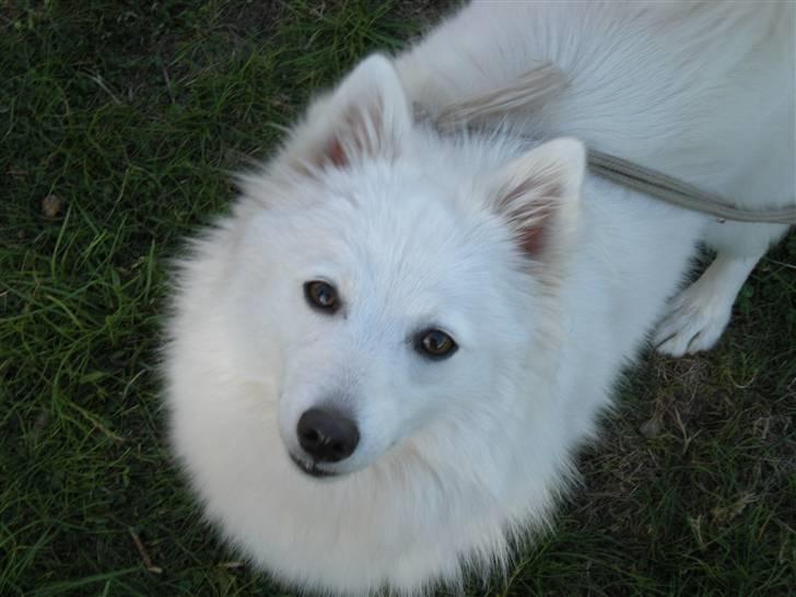 Japansk spids Mari - Min mors billede 1