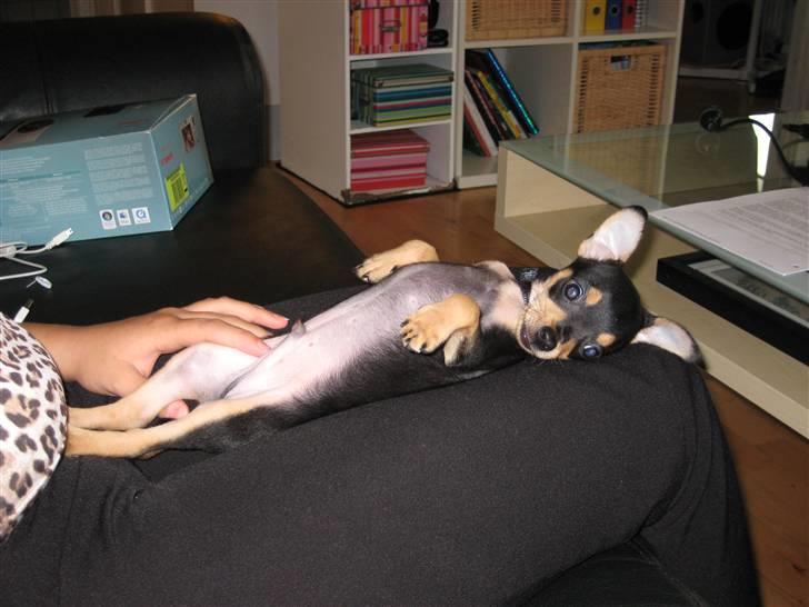 Blanding af racer Kenzo - mmmh er der mulighed for du lige gider side stille eller hvad ejg prøver ligsom at slape af billede 5