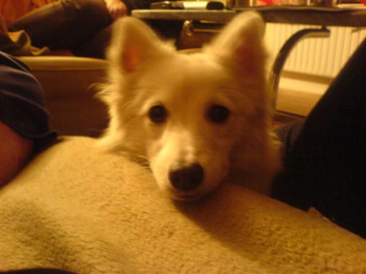 Japansk spids Mari - Min mors billede 2