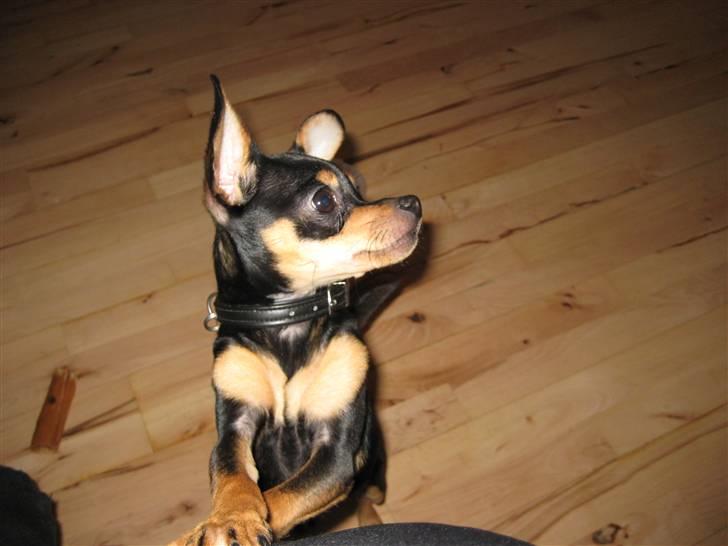 Blanding af racer Kenzo - det er er min gode side så ta lige et af de gider du billede 6